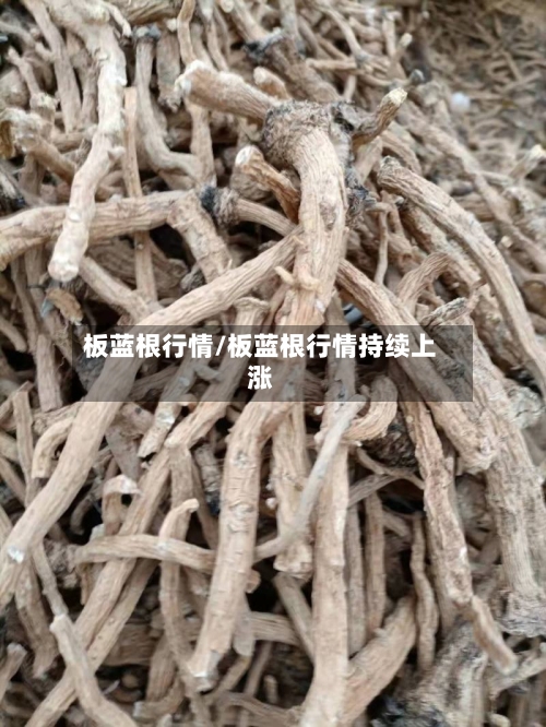 板蓝根行情/板蓝根行情持续上涨-第3张图片