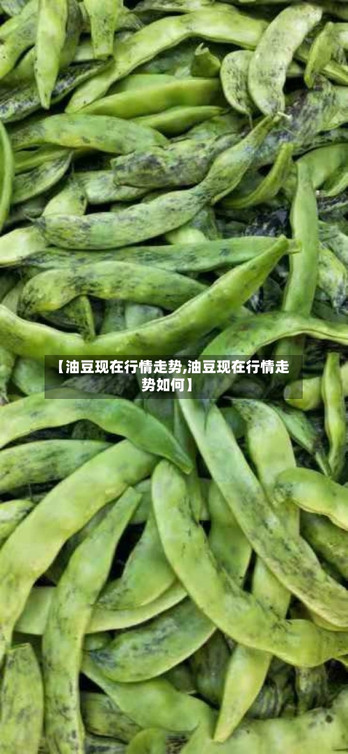 【油豆现在行情走势,油豆现在行情走势如何】-第2张图片