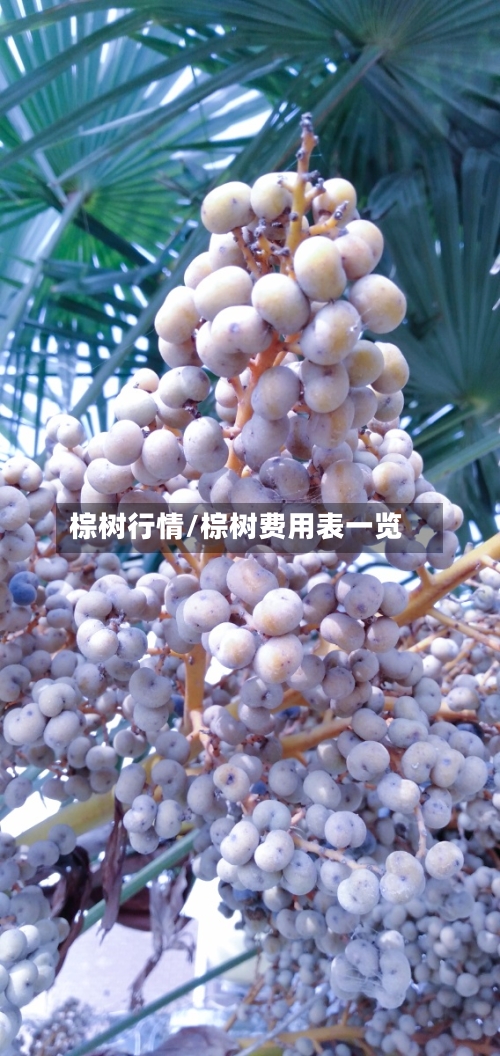 棕树行情/棕树费用表一览
