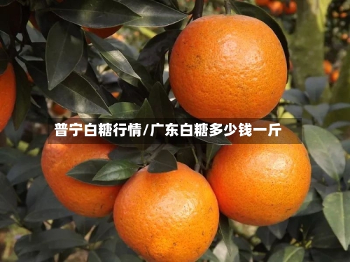 普宁白糖行情/广东白糖多少钱一斤-第2张图片