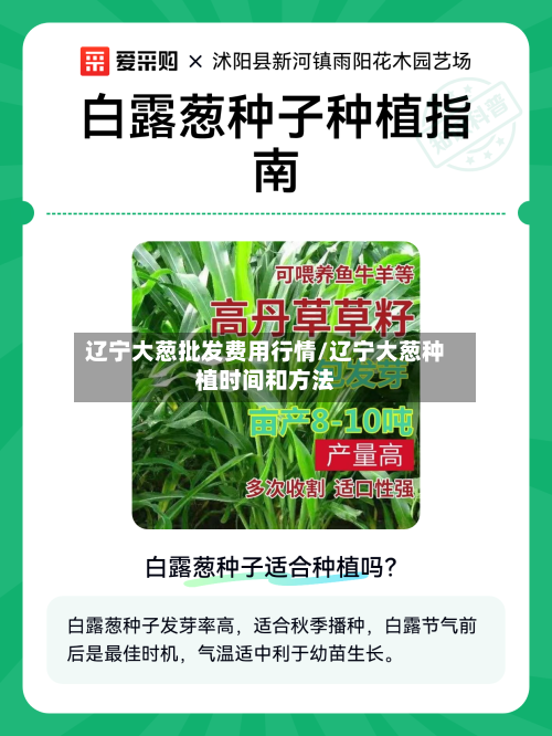 辽宁大葱批发费用行情/辽宁大葱种植时间和方法-第2张图片
