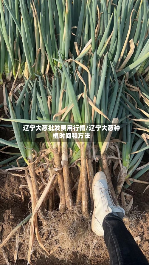 辽宁大葱批发费用行情/辽宁大葱种植时间和方法