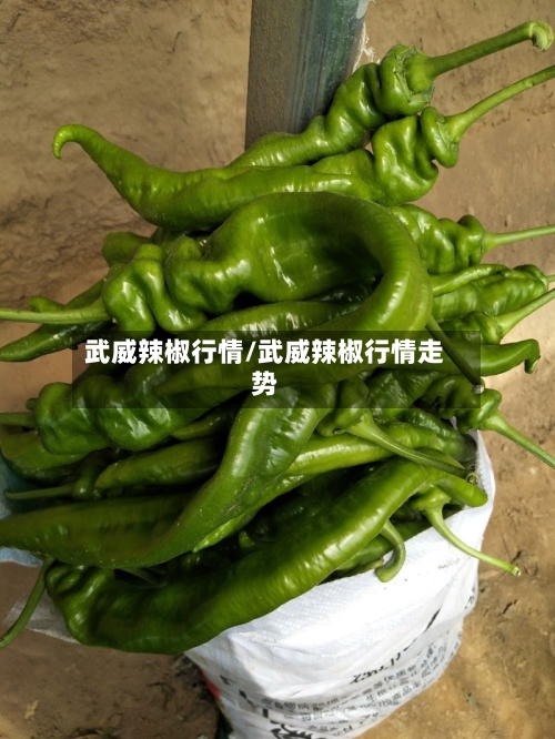 武威辣椒行情/武威辣椒行情走势