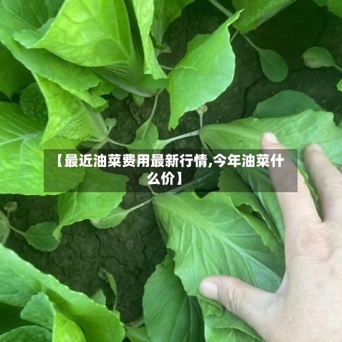 【最近油菜费用最新行情,今年油菜什么价】-第2张图片