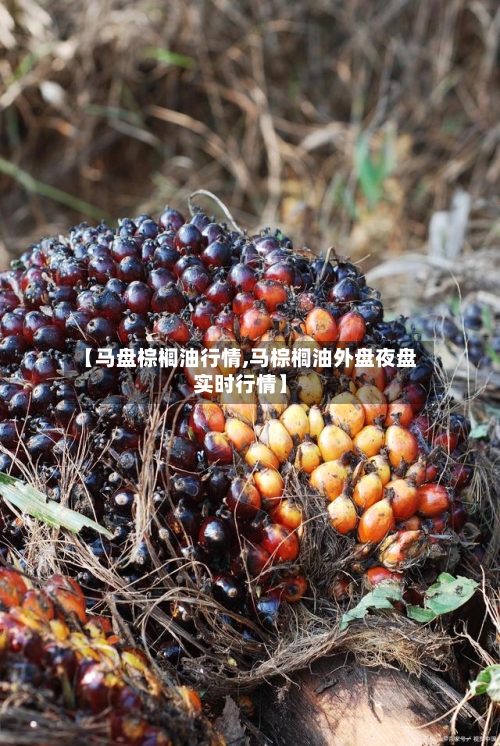 【马盘棕榈油行情,马棕榈油外盘夜盘实时行情】-第2张图片