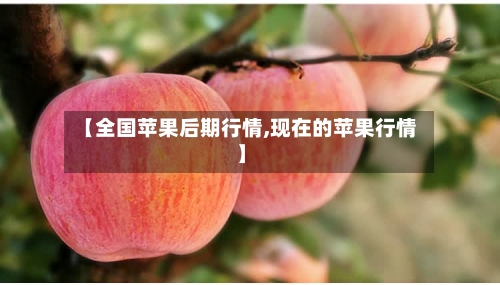 【全国苹果后期行情,现在的苹果行情】