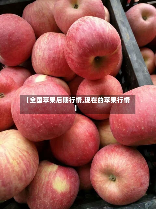 【全国苹果后期行情,现在的苹果行情】-第2张图片