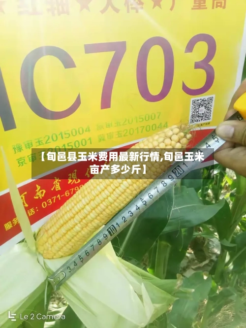【旬邑县玉米费用最新行情,旬邑玉米亩产多少斤】-第3张图片