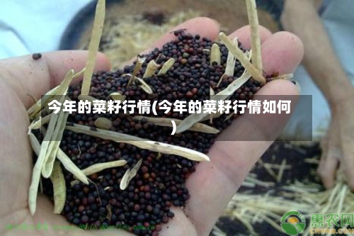 今年的菜籽行情(今年的菜籽行情如何)-第2张图片