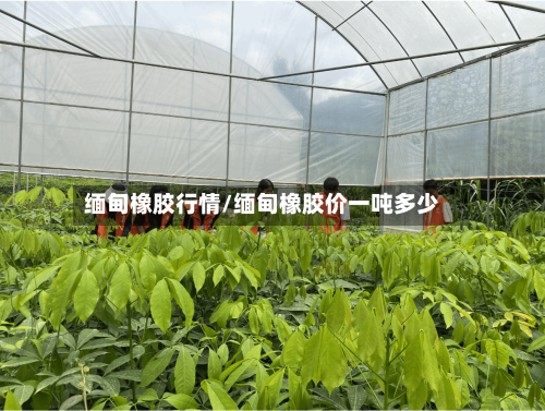 缅甸橡胶行情/缅甸橡胶价一吨多少-第2张图片