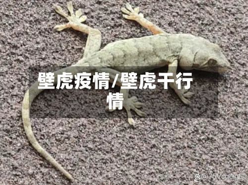壁虎疫情/壁虎干行情