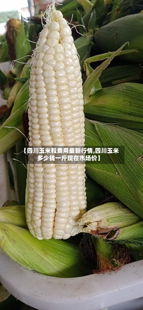 【四川玉米粒费用最新行情,四川玉米多少钱一斤现在市场价】-第2张图片
