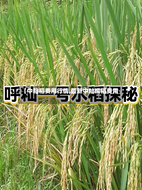 【中籼稻费用行情,最新中籼糯稻费用】-第2张图片