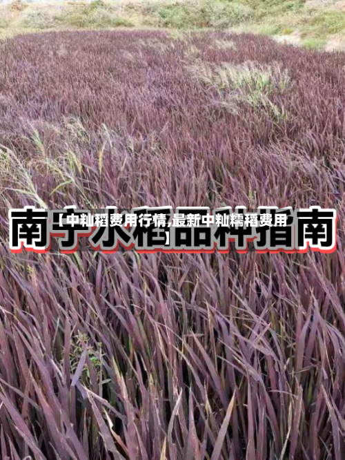 【中籼稻费用行情,最新中籼糯稻费用】-第3张图片
