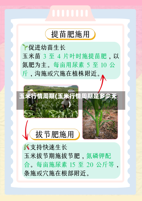玉米行情周期(玉米行情周期是多少天)