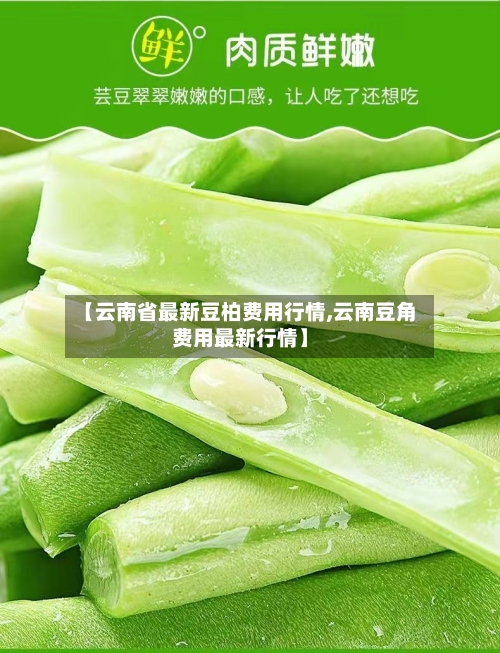 【云南省最新豆柏费用行情,云南豆角费用最新行情】