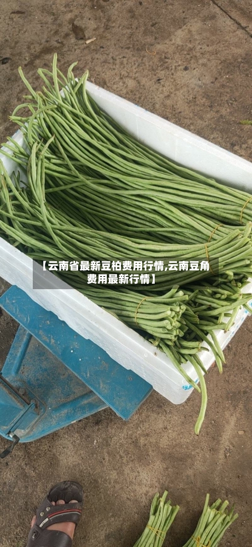 【云南省最新豆柏费用行情,云南豆角费用最新行情】-第2张图片