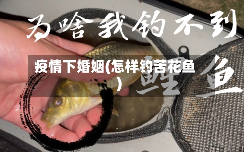 疫情下婚姻(怎样钓苦花鱼)-第2张图片