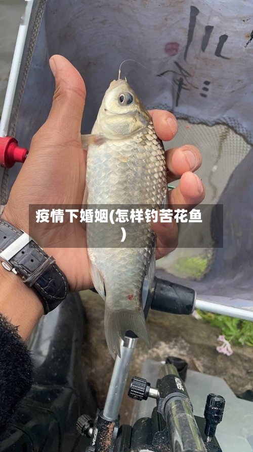 疫情下婚姻(怎样钓苦花鱼)