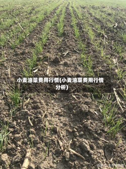 小麦油菜费用行情(小麦油菜费用行情分析)-第3张图片