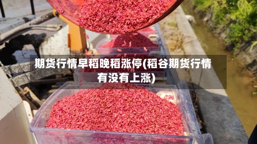 期货行情早稻晚稻涨停(稻谷期货行情有没有上涨)
