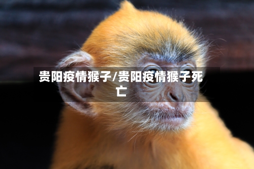 贵阳疫情猴子/贵阳疫情猴子死亡-第2张图片