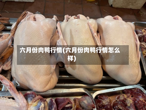六月份肉鸭行情(六月份肉鸭行情怎么样)-第2张图片