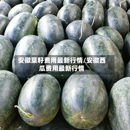 安徽菜籽费用最新行情/安徽西瓜费用最新行情