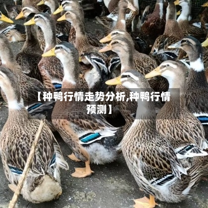【种鸭行情走势分析,种鸭行情预测】-第2张图片