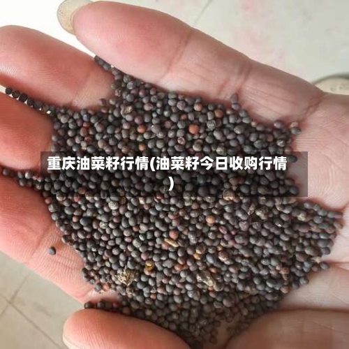 重庆油菜籽行情(油菜籽今日收购行情)
