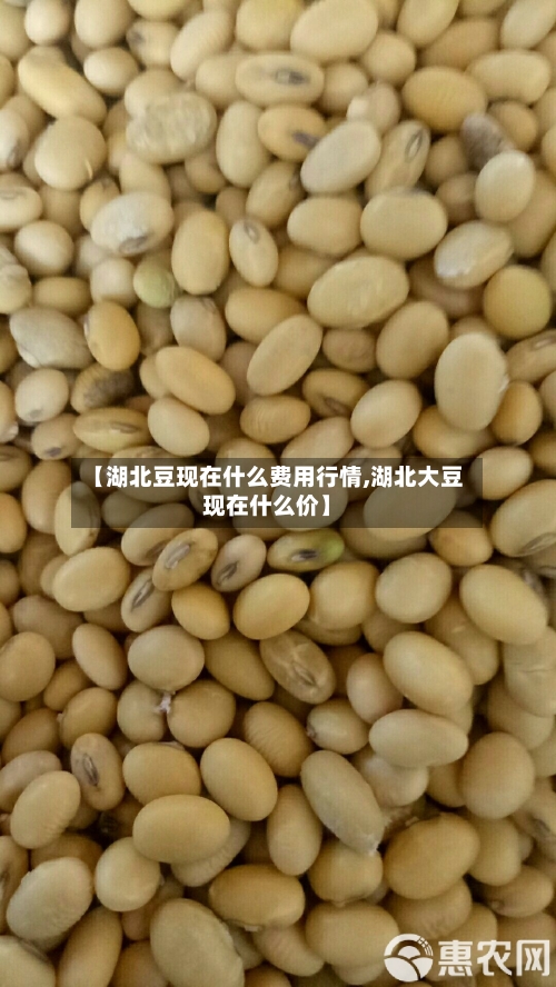 【湖北豆现在什么费用行情,湖北大豆现在什么价】