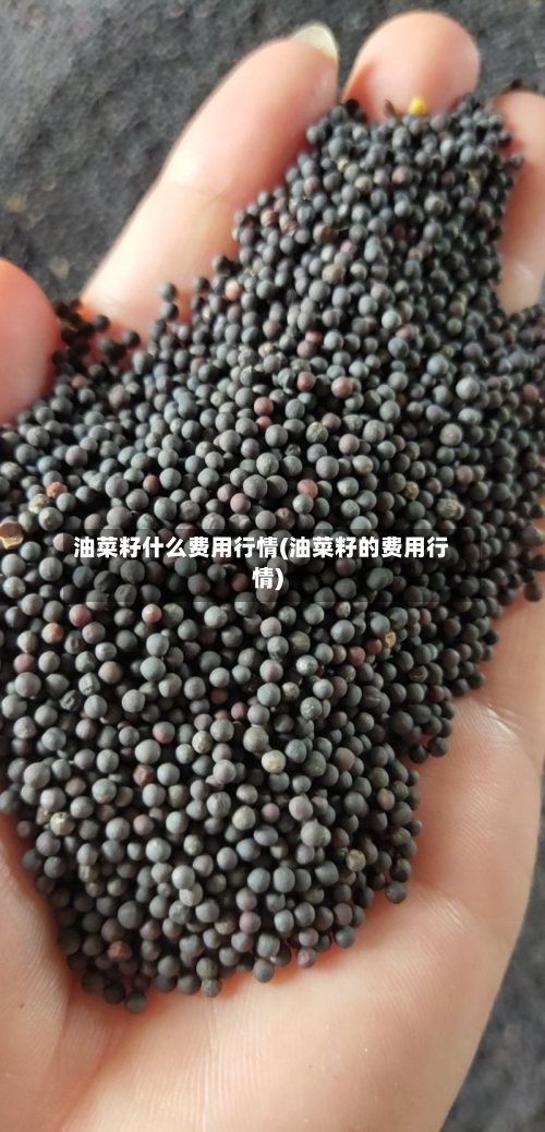 油菜籽什么费用行情(油菜籽的费用行情)-第2张图片