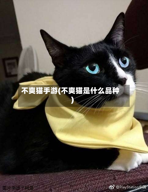不爽猫手游(不爽猫是什么品种)