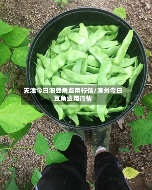 天津今日油豆角费用行情/滨州今日豆角费用行情-第2张图片