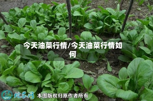今天油菜行情/今天油菜行情如何