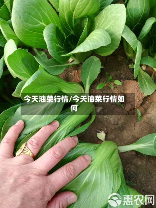 今天油菜行情/今天油菜行情如何-第3张图片