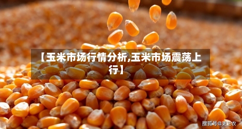 【玉米市场行情分析,玉米市场震荡上行】-第3张图片