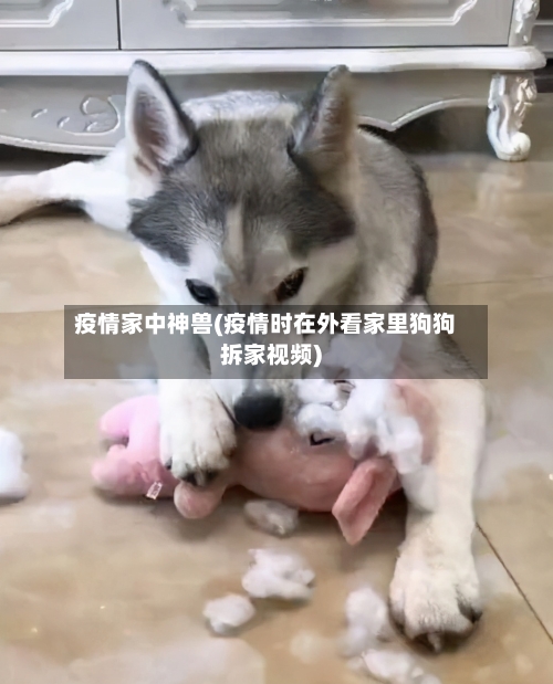 疫情家中神兽(疫情时在外看家里狗狗拆家视频)