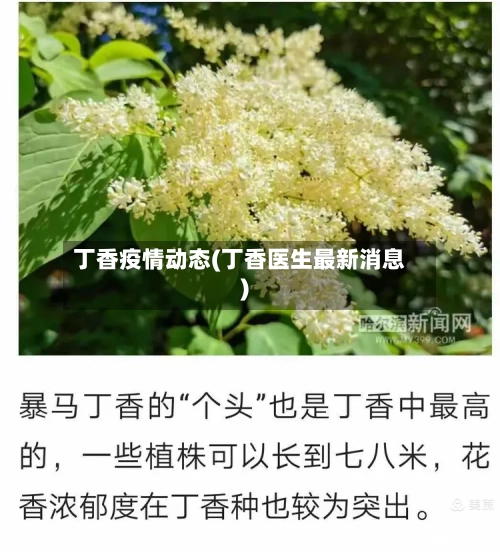丁香疫情动态(丁香医生最新消息)-第2张图片