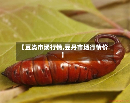 【豆类市场行情,豆丹市场行情价】