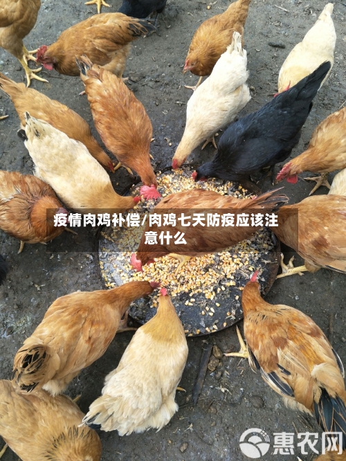 疫情肉鸡补偿/肉鸡七天防疫应该注意什么