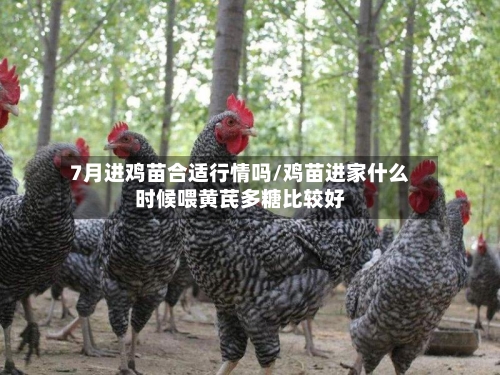 7月进鸡苗合适行情吗/鸡苗进家什么时候喂黄芪多糖比较好-第2张图片