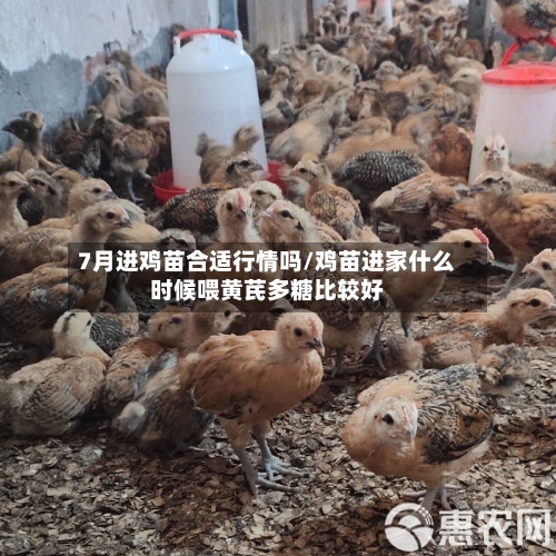 7月进鸡苗合适行情吗/鸡苗进家什么时候喂黄芪多糖比较好