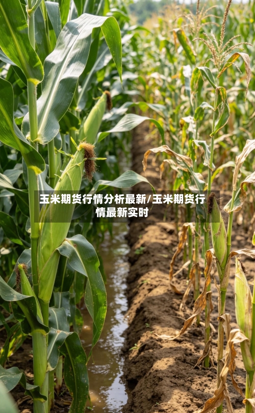 玉米期货行情分析最新/玉米期货行情最新实时-第2张图片