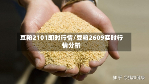 豆粕2101即时行情/豆粕2609实时行情分析