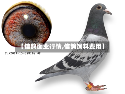 【信鸽面业行情,信鸽饲料费用】