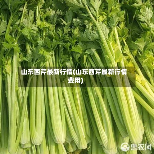 山东西芹最新行情(山东西芹最新行情费用)