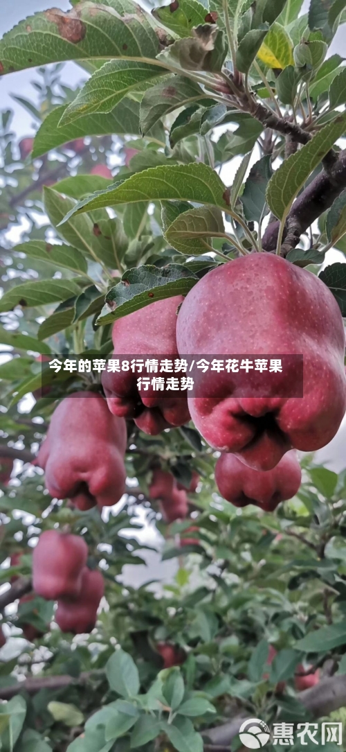 今年的苹果8行情走势/今年花牛苹果行情走势