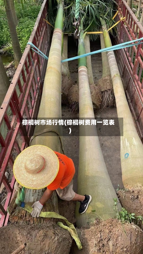 棕榈树市场行情(棕榈树费用一览表)