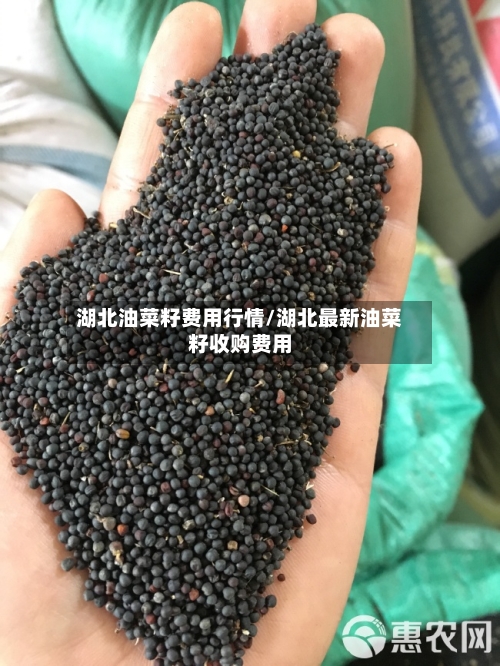 湖北油菜籽费用行情/湖北最新油菜籽收购费用